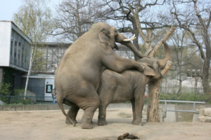 Elephants have sex at the Berlin Zoo, from Wikimedia